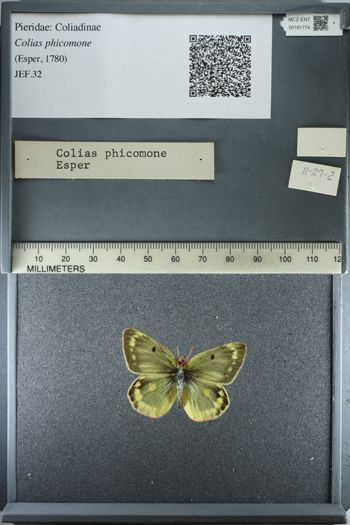 Media type: image;   Entomology 181774